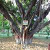 Old Banyan Tree in Meerut
